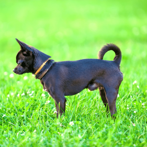 black chihuahua on the grass