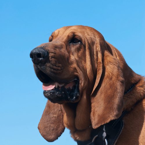 bloodhound in front of blue sky