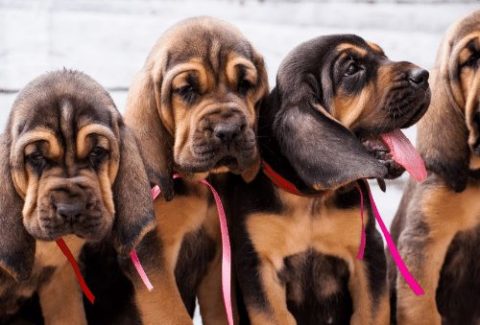bloodhound puppies