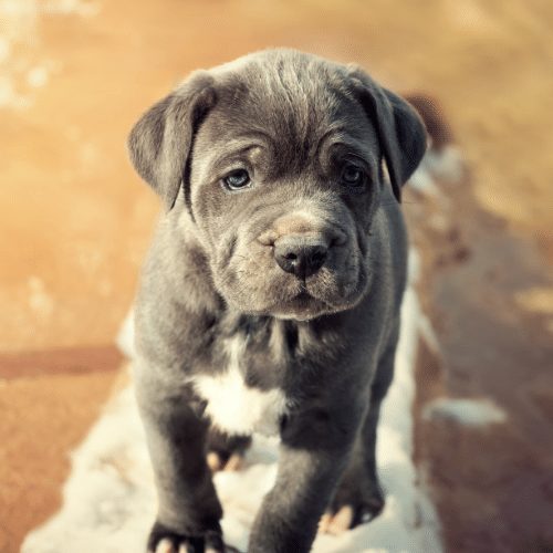 Gray sales mastiff puppies