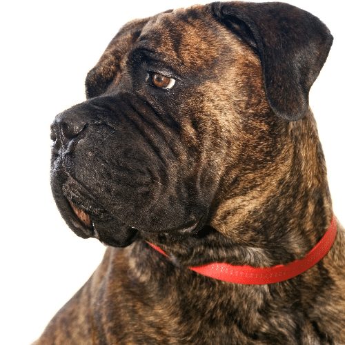 Female brindle hot sale bullmastiff