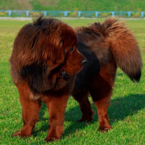 Mastiff Colors And Patterns From Common To Extremely Rare