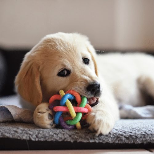 golden retriever puppy chewing