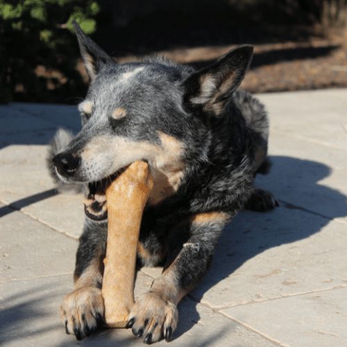 heeler chewing on a rawhide