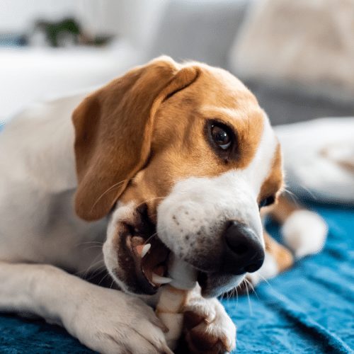 Beagle puppy shop chewing everything