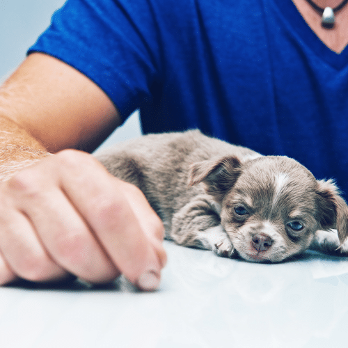 blue and white chihuahua puppy laying