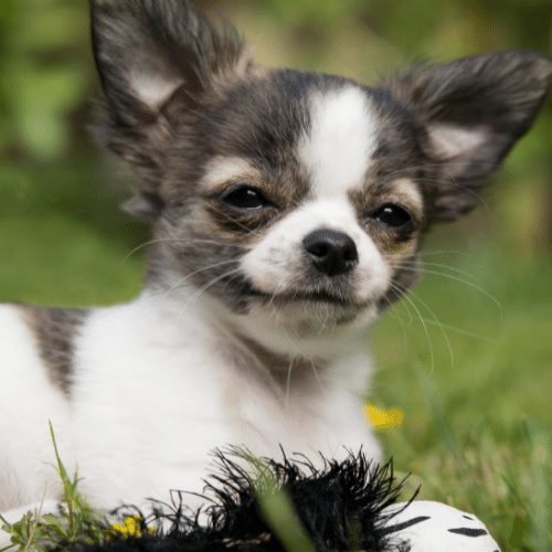 what is the most expensive chihuahua? 2