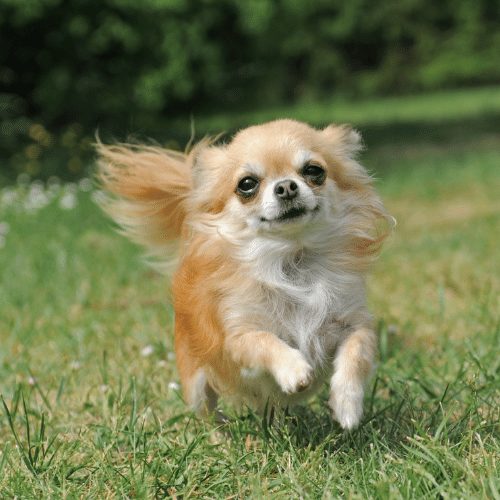 https://spiritdogtraining.com/wp-content/uploads/2021/06/chihuahua-running.jpg