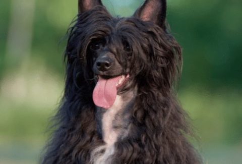 black chinese crested