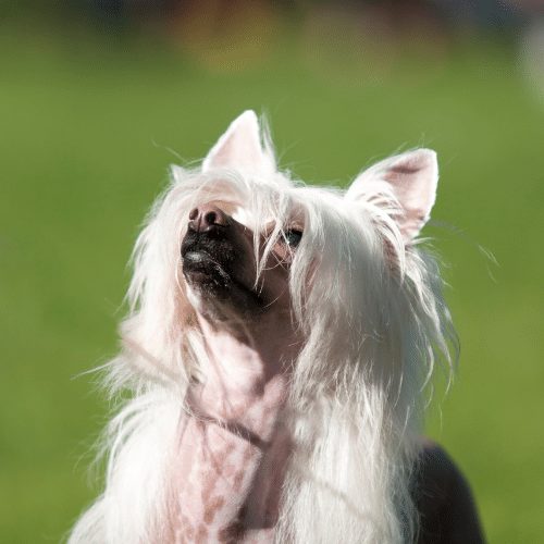 white hairless pup