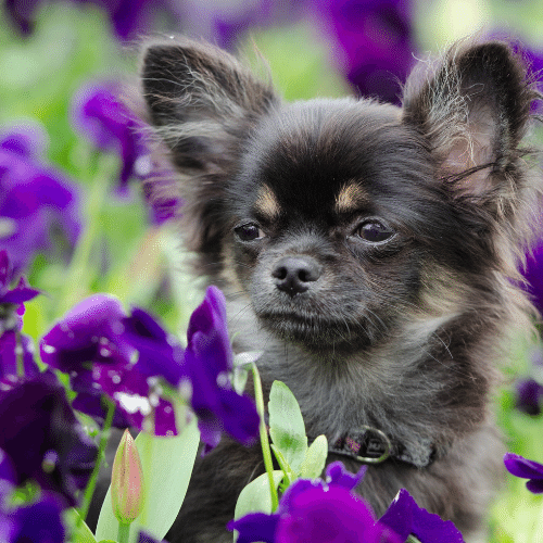 choco blue chihuahua in the flowers