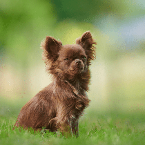 39 Chihuahua Colors & Patterns - SpiritDog Training