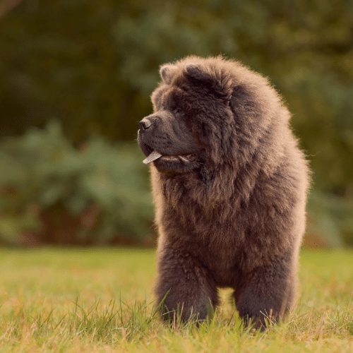 How much does a Chow Chow cost SpiritDog Training