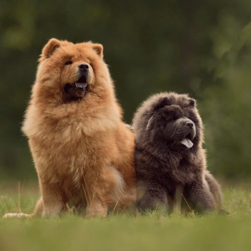 chow chow