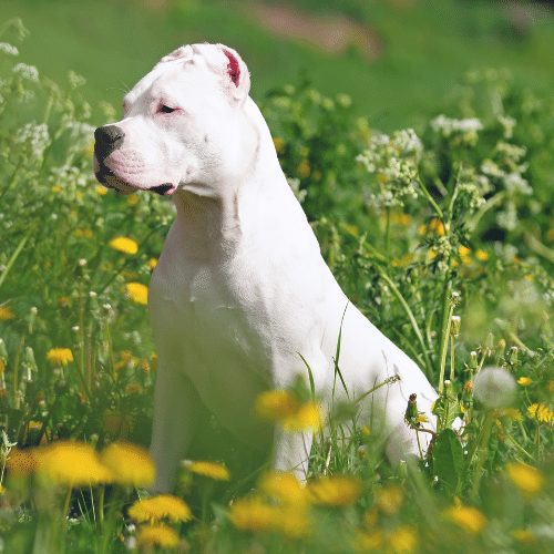 dogo argentino in the grass