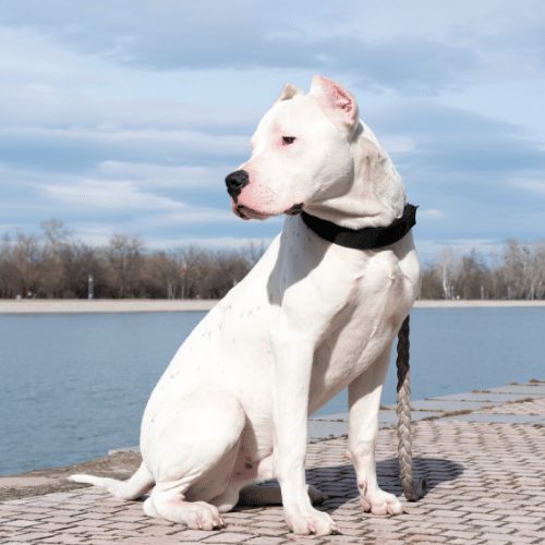 dogo argentino at the water