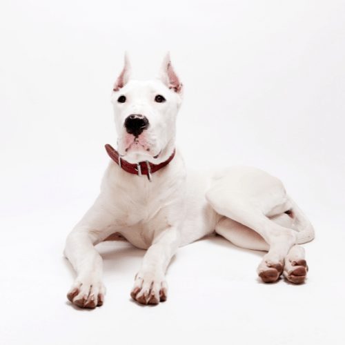 Dogo Argentino: What's Good About 'Em, What's Bad About 'Em