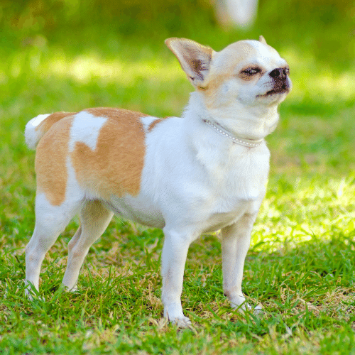 Chihuahua - Blue with Cream Smooth Coat – California Dogs