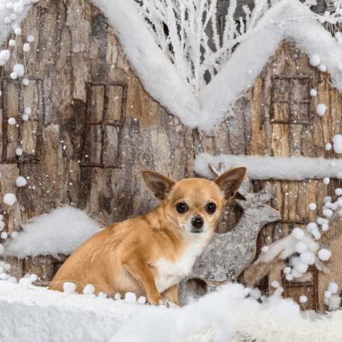 gold and white chihuahua on the winter location