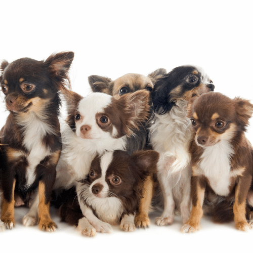 black and white chihuahua dogs