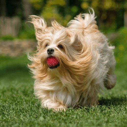 havanese running over meadow with a ball