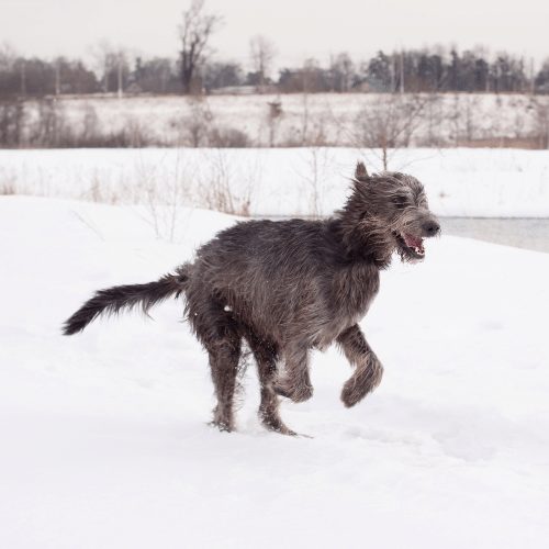 wolfhound gallopping in snow