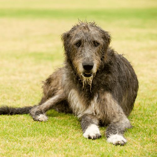 wolfhound lying on grass
