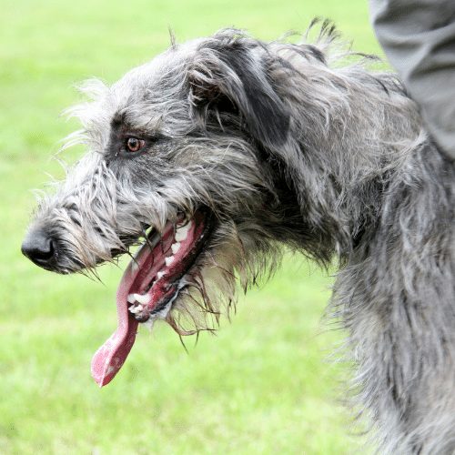 how much does an irish wolfhound cost