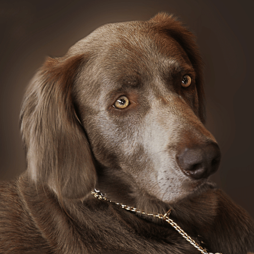 long-haired weimaraner with chain