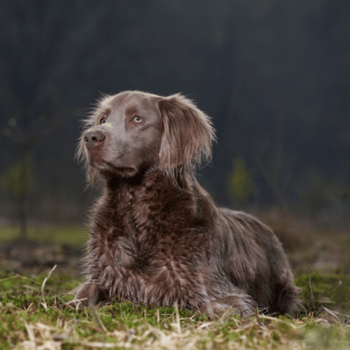 long-haired weimaraner lay down