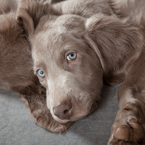 long-haired weimaraner puppy