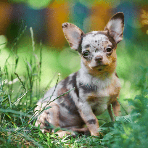 Blue merle shop applehead chihuahua