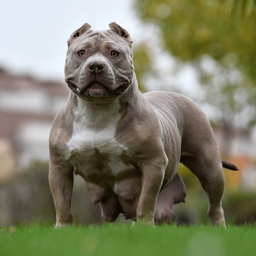 Brindle Razor Edge Pitbull