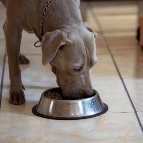 blue dog eating from a bowl