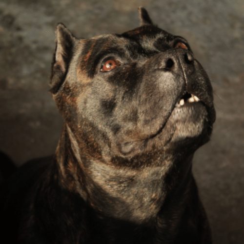 Pitbull best sale black brindle