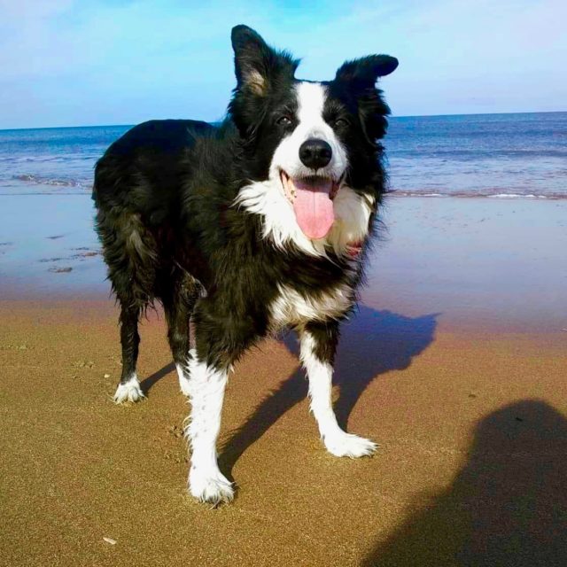Laura <br> <h6>Writer and Border Collie Mom​</h6>