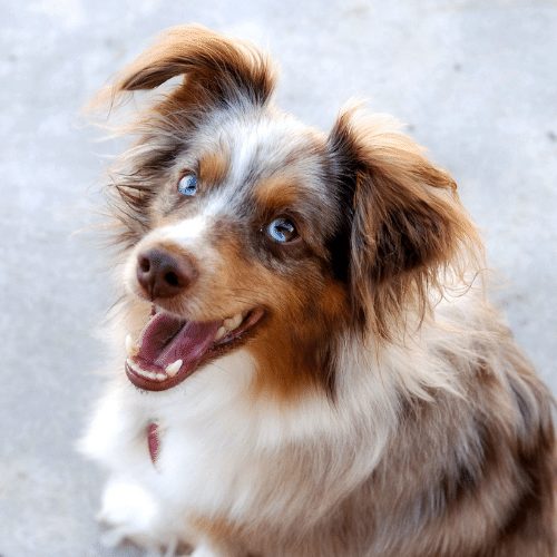 Mini Aussie - Merle, Solid-Colored & More!