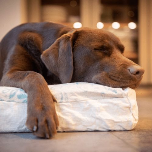sleeping brown labrador