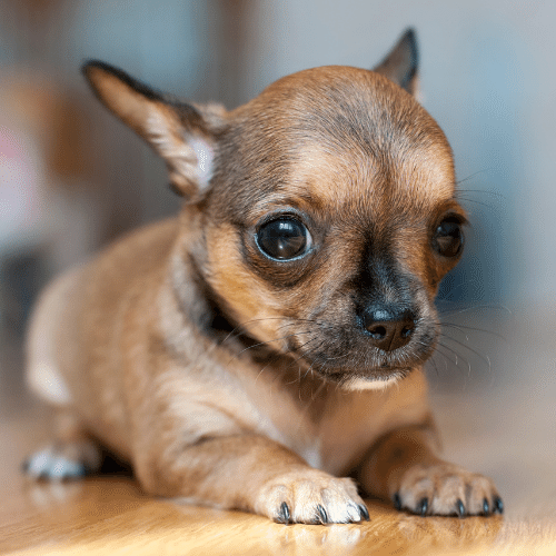 brown chihuahua puppy