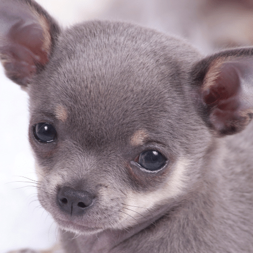 cute little silver chihuahua