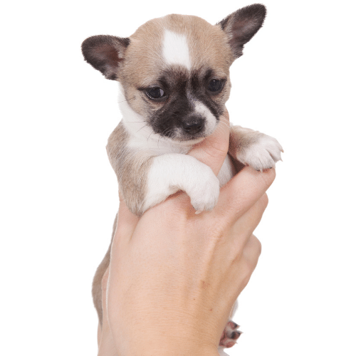 teacup chihuahua in hands