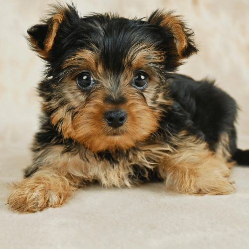 Miniature toy sale yorkie