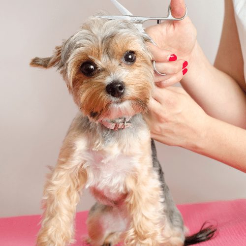 teacup yorkie and scissors