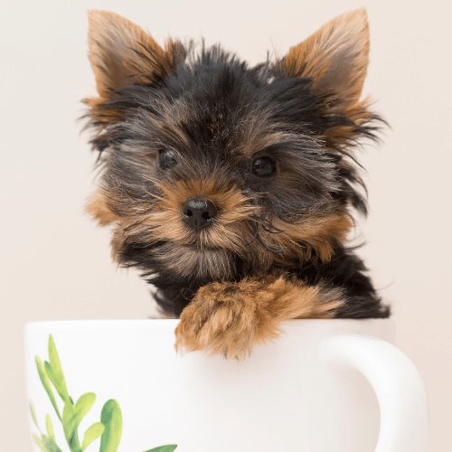 teacup yorkie and a cup