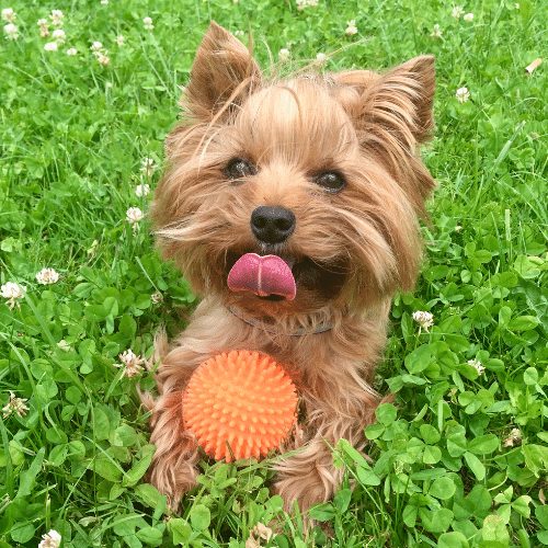 teacup yorkie training