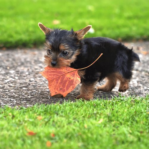 teacup yorkie carries a leaf