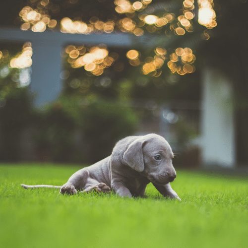 weimaraner puppy on the grass