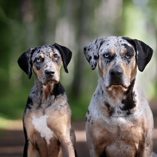 Catahoula Leopard Dog and her puppy