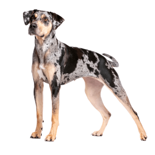 how much does a catahoula dog cost
