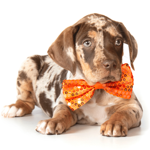 Catahoula Leopard puppy with bow